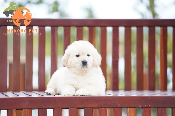 Chó golden trắng con có giá bao nhiêu hiện nay?